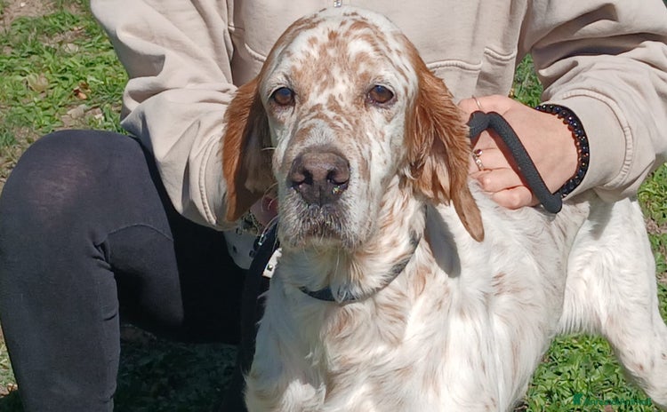 Setter Inglese cani - Annuncio 2