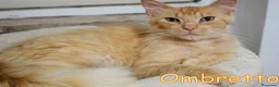 Altre razze gatti in regalo: Ombretto e la paura di un altro abbandono - Annuncio 2