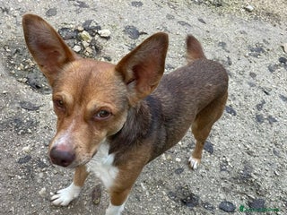 Meticcio cani CANGU/DUMBU cerca casa - Annuncio 2