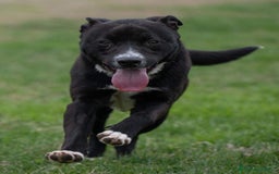 Meticcio cani in regalo: CICCIO, indipendente meticcio nero cerca casa a Città metropolitana di Milano - Immagine 9