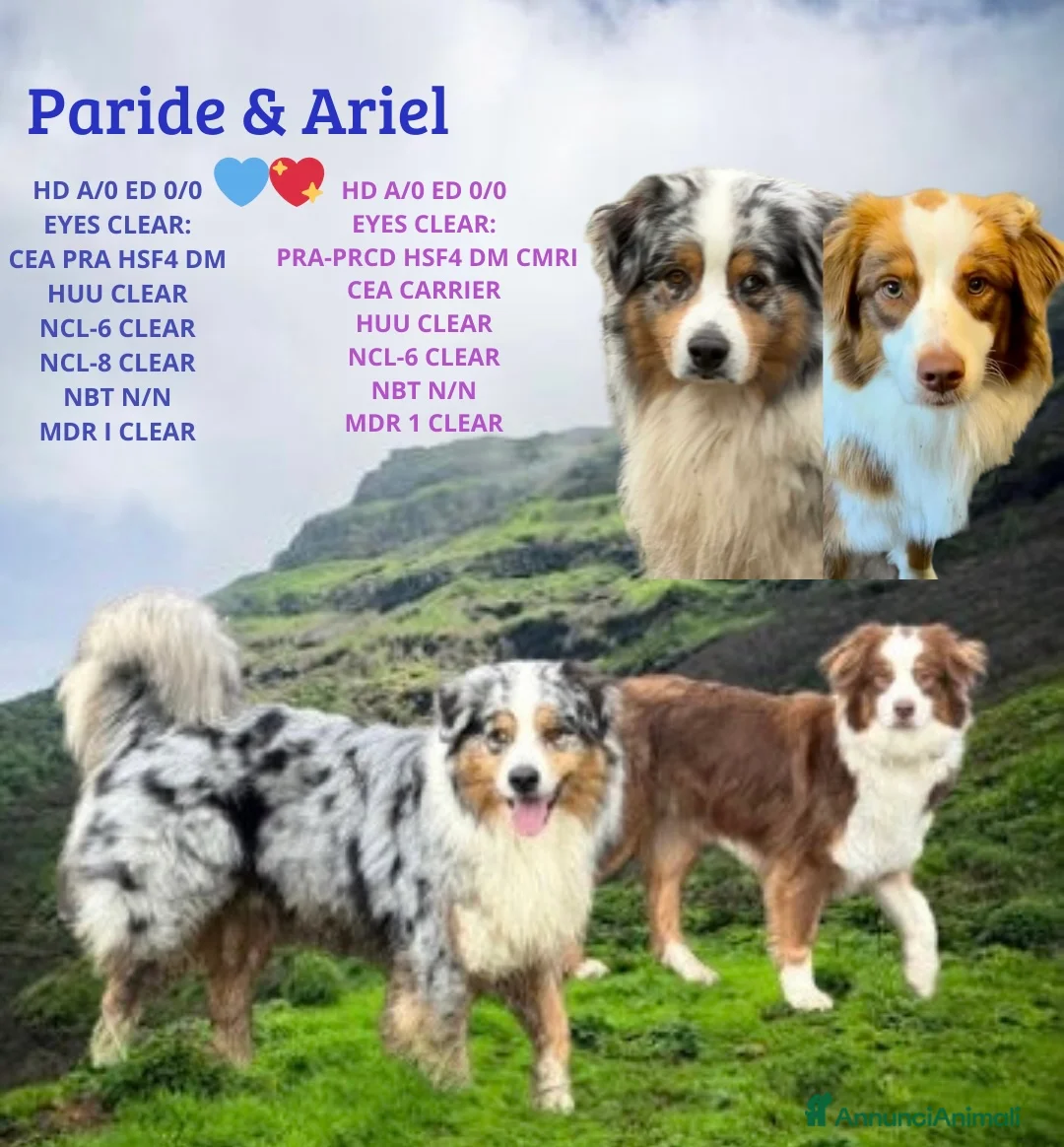 Australian Shepherd cani in vendita: Cuccioli Australian Shepherd a Provincia di Mantova - Annuncio 2