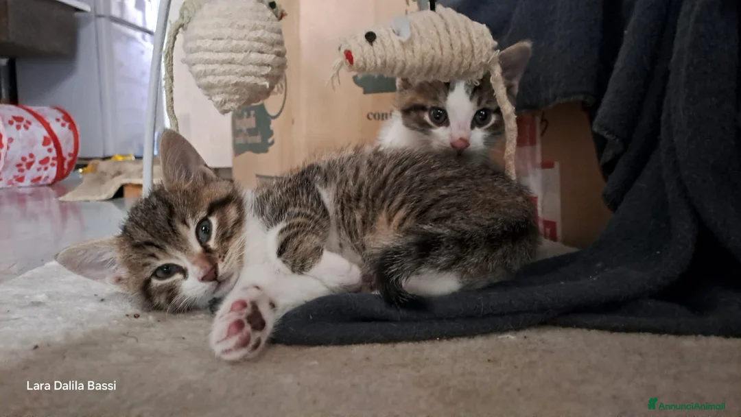 Meticcio gatti in regalo: Vicini di due mesi in cerca di casa - Annuncio 4