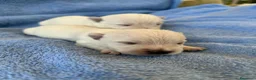 West Highland cani in vendita: West Highland White Terrier - Annuncio 2