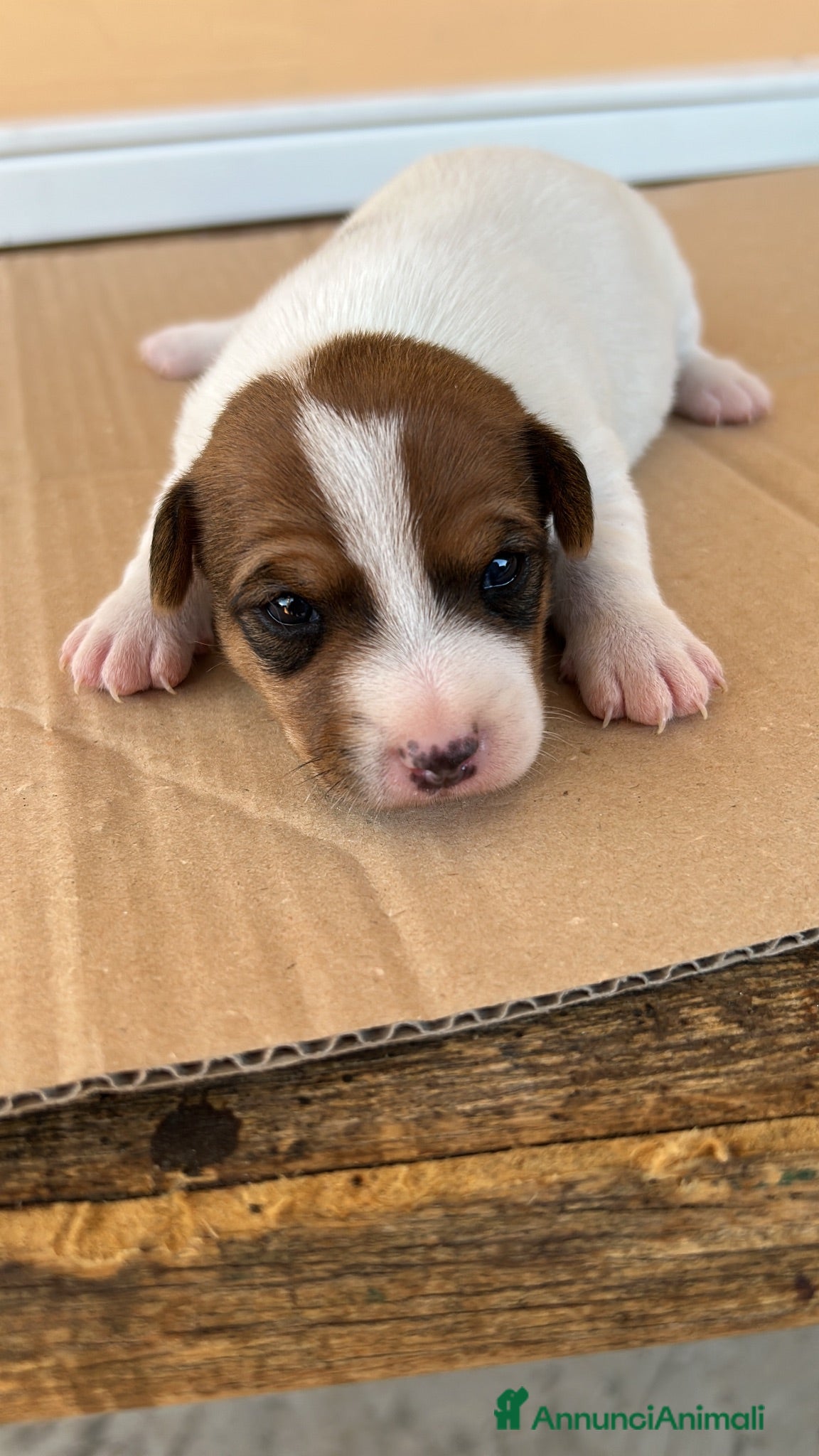 Jack Russell cani Cuccioli di Jack Russell - Annuncio 14