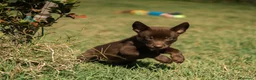 Australian Kelpie cani in vendita: Cuccioli Australian Kelpie  a Provincia di Siena - Annuncio 30
