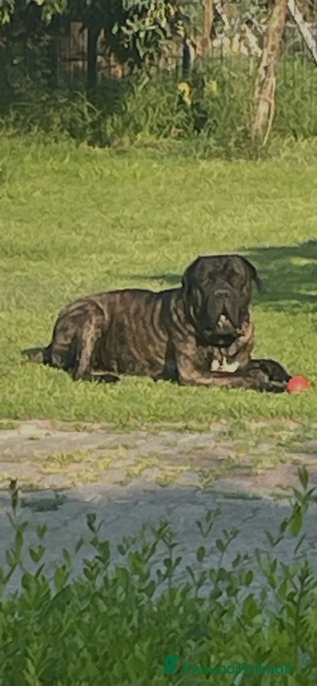 Cane Corso cani per accoppiamento: Teo cerca compagna - Annuncio 2