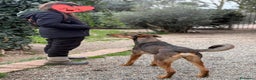 Dobermann cani in regalo: ARTU', magnifico mix DOBERMANN - Annuncio 8