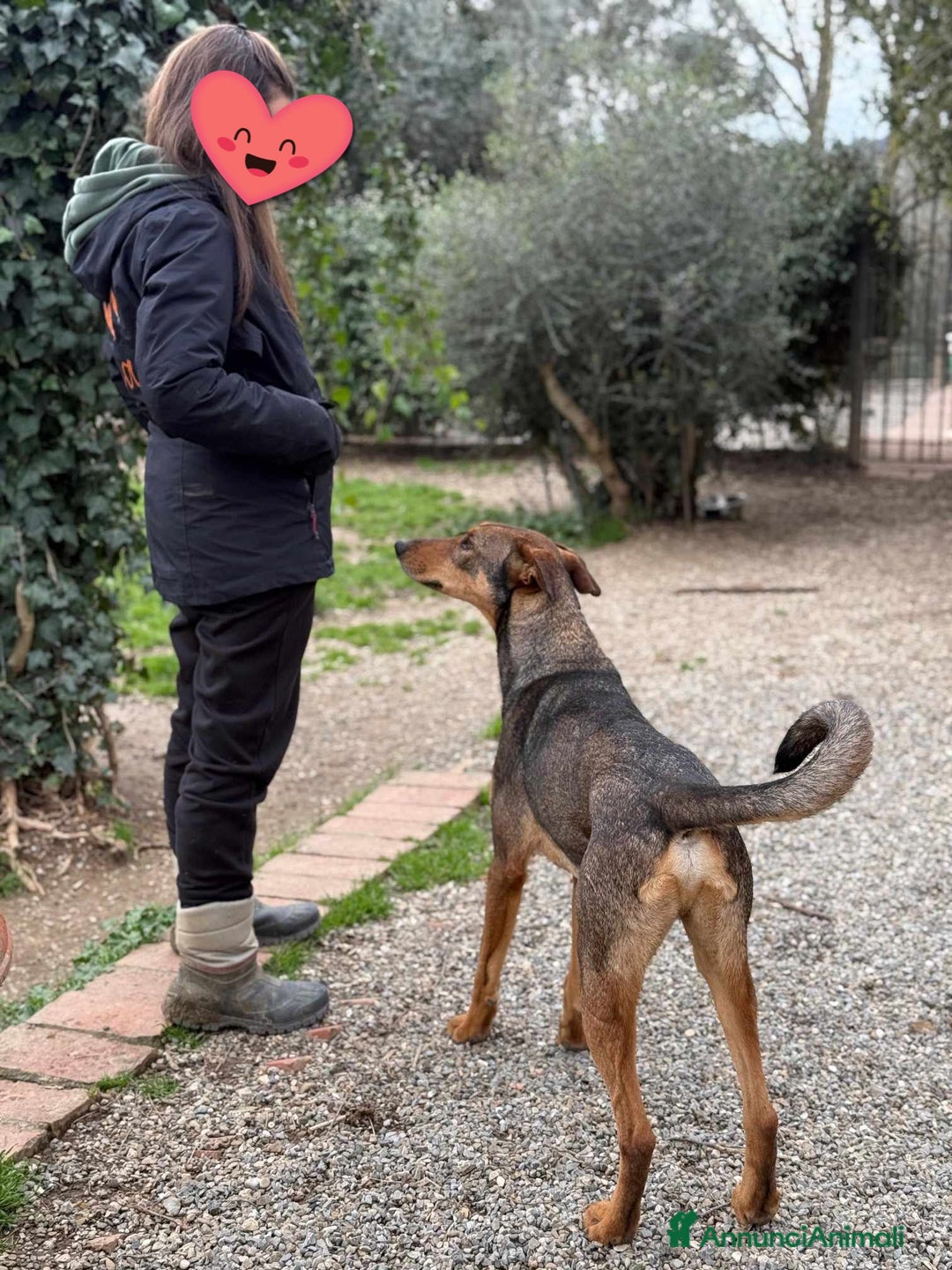 Dobermann cani in regalo: ARTU', magnifico mix DOBERMANN - Annuncio 8