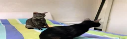 Meticcio gatti in regalo: MIA, 9 mesi, già sterilizzata, negativa FIV FELV  - Annuncio 5