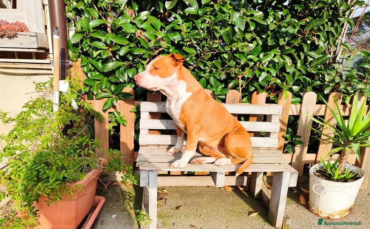 Pitbull cani a Città Metropolitana di Napoli - Annuncio 1