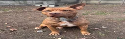 Pitbull cani in vendita: AMERICAN PITBULL TERRIER UKC  - Annuncio 8