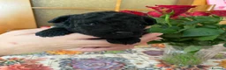 Barboncino Toy cani in vendita: Disponibile splendido cucciolo di barboncino  - Annuncio 5