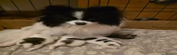 Volpino Pomerania cani in vendita: Adorabili cuccioli di Pomerania disponibili - Annuncio 2