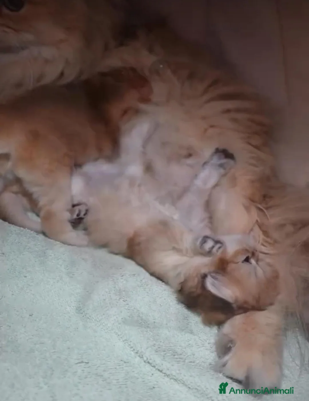 British gatti in vendita: Cuccioli di british shorthair golden  - Annuncio 10