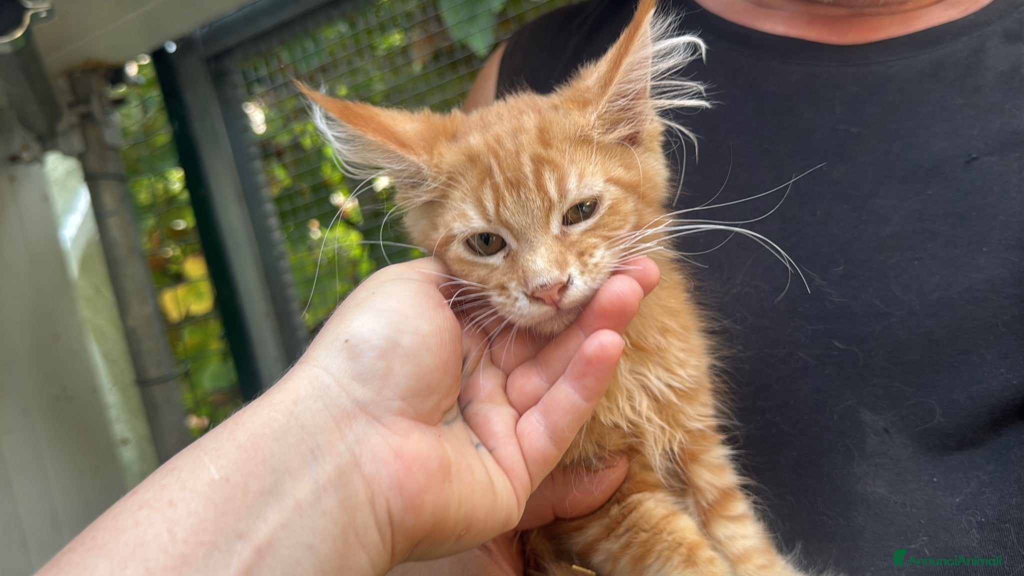 Maine Coon gatti Bellissimo cucciolo di Maine coon, manto rosso - Annuncio 15