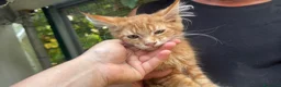 Maine Coon gatti in vendita: Bellissimo cucciolo di Maine coon, manto rosso - Annuncio 1