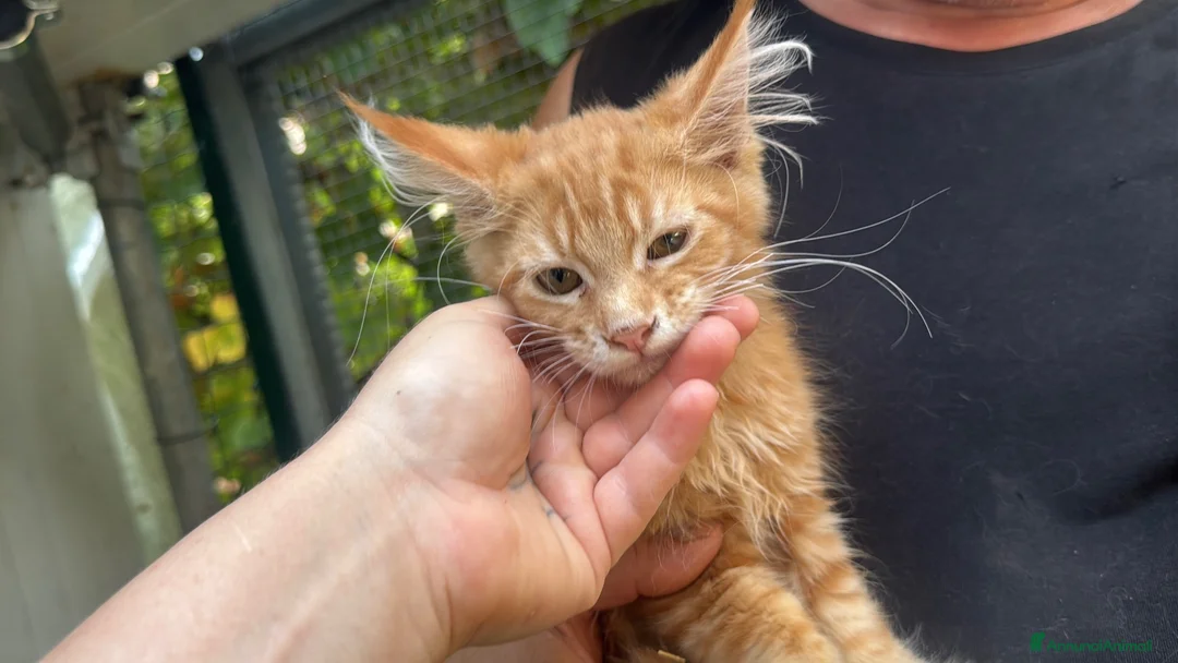 Maine Coon gatti in vendita: Bellissimo cucciolo di Maine coon, manto rosso - Annuncio 1