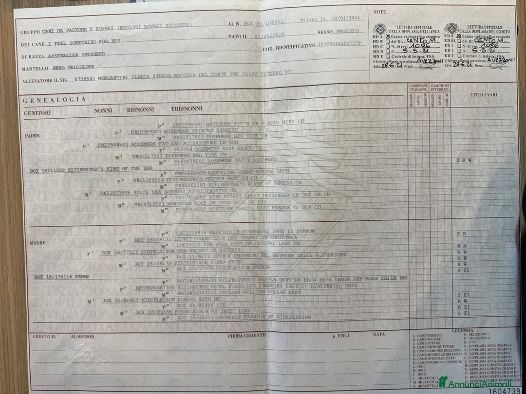 Australian Shepherd cani in vendita: Annuncio Cucciolata Pastore Australiano a Città metropolitana di Roma Capitale - Annuncio 4