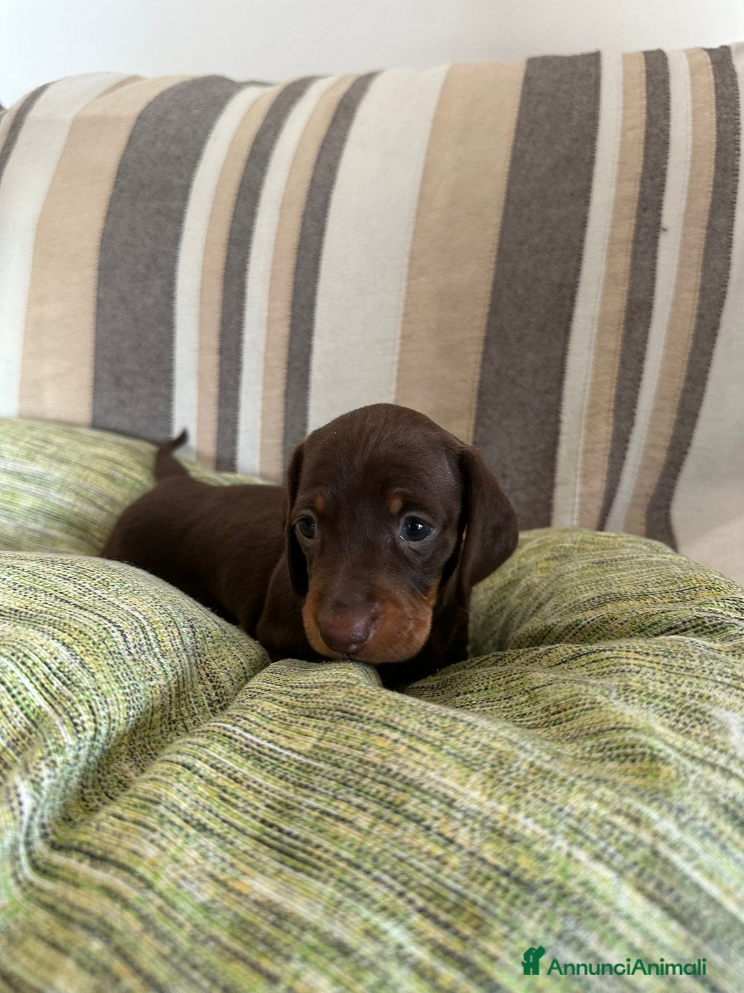 Bassotto cani in vendita: Disponibile femmina cioccolato  - Annuncio 3