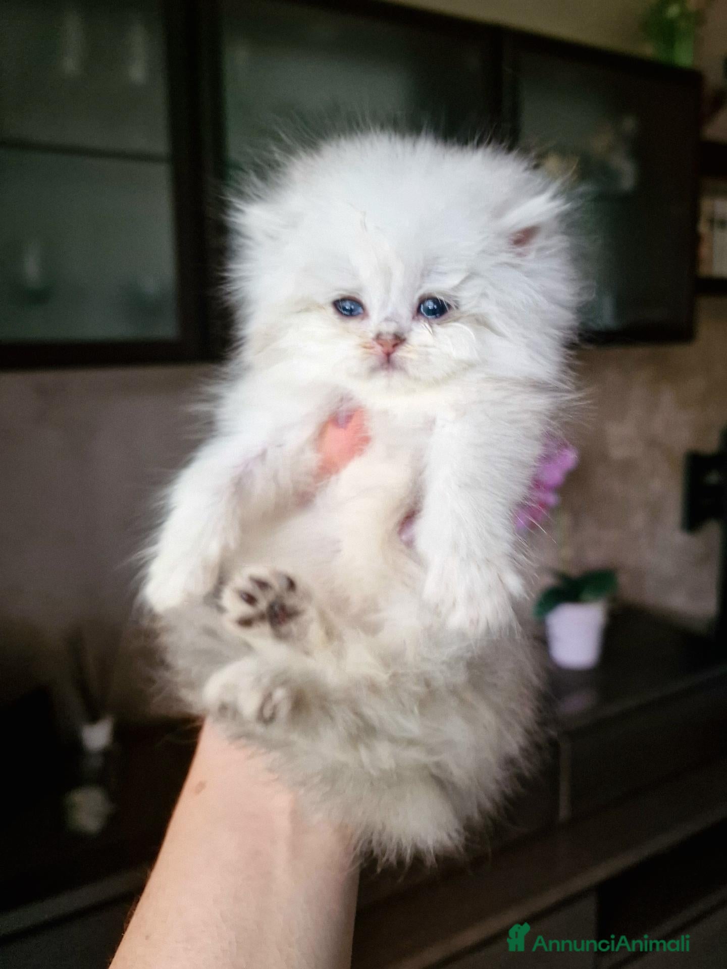 British gatti British longhair con pedigree ANFI  - Annuncio 19