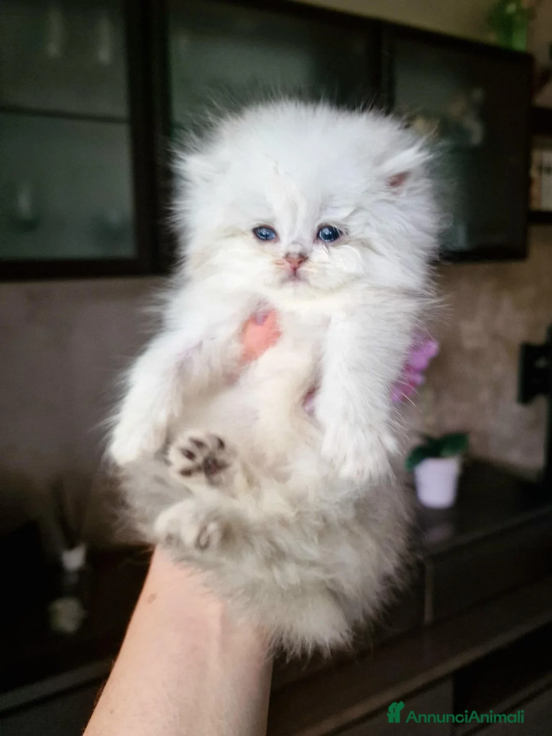 British gatti in vendita: British longhair con pedigree ANFI  - Annuncio 1