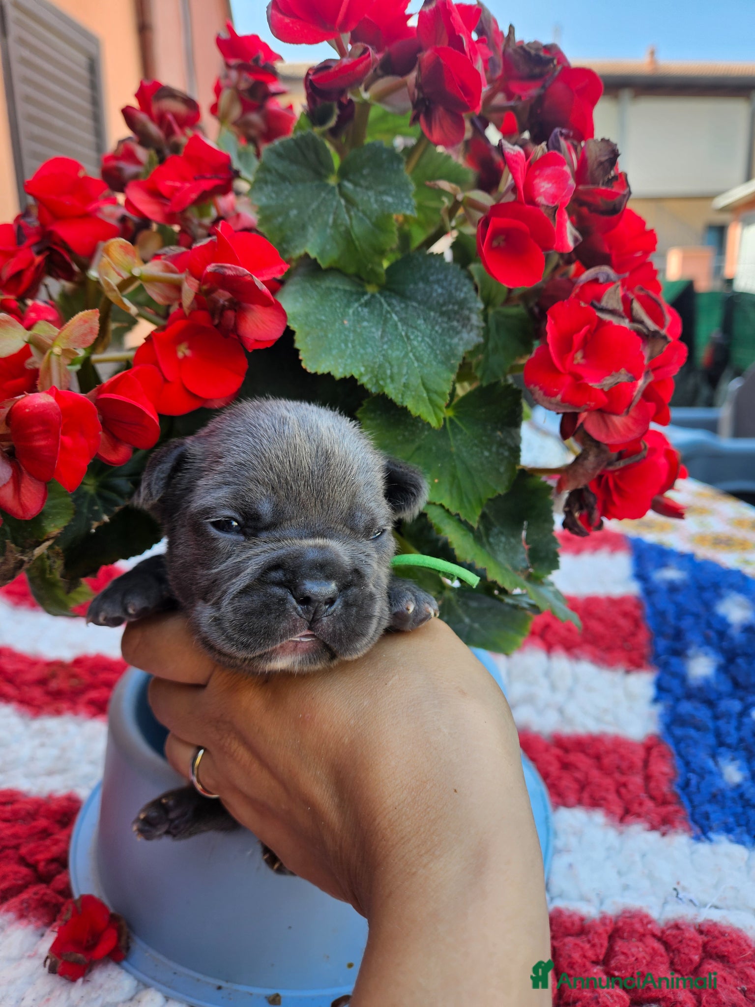 Bulldog Francese cani in vendita: Cuccioli bulldog francese fluffy - Annuncio 10