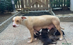 Pitbull cani in vendita: Amstaff - Immagine 5