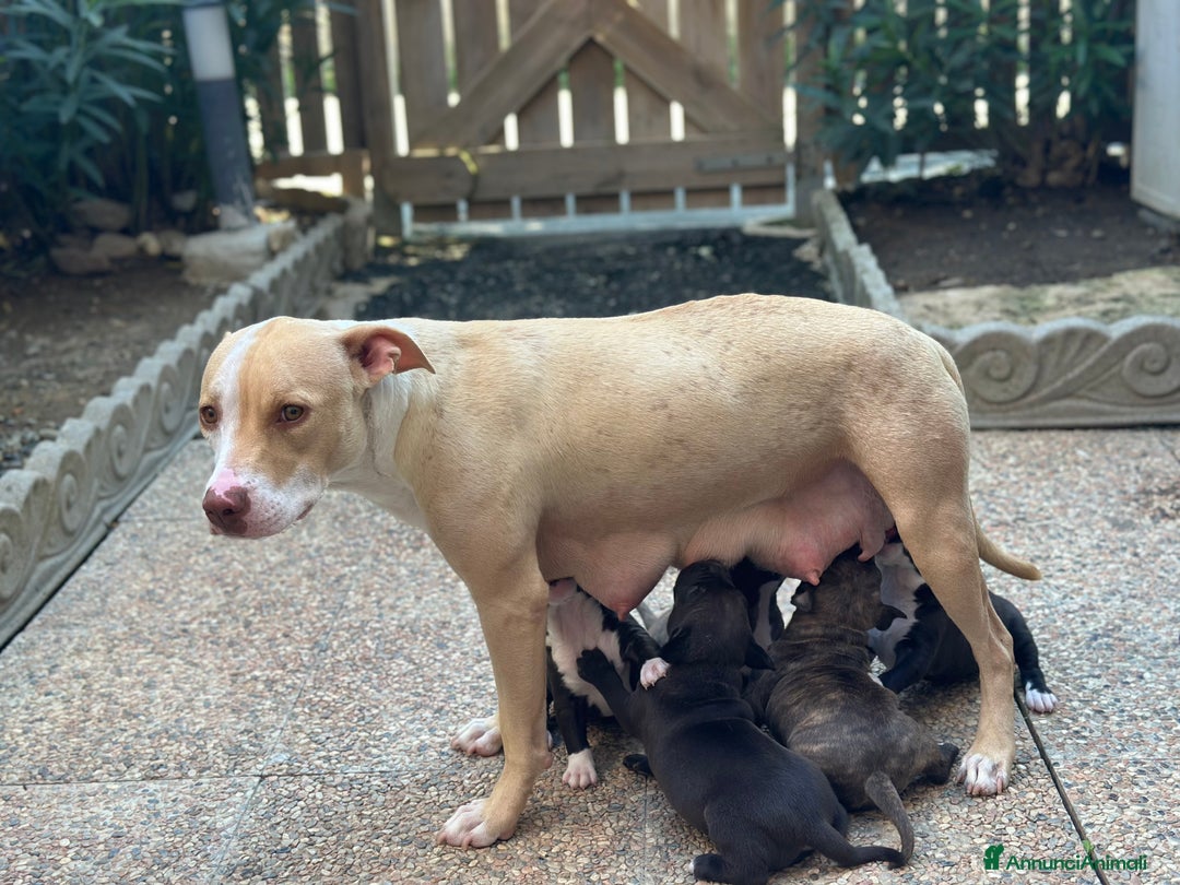 Pitbull cani in vendita: Amstaff - Immagine 5