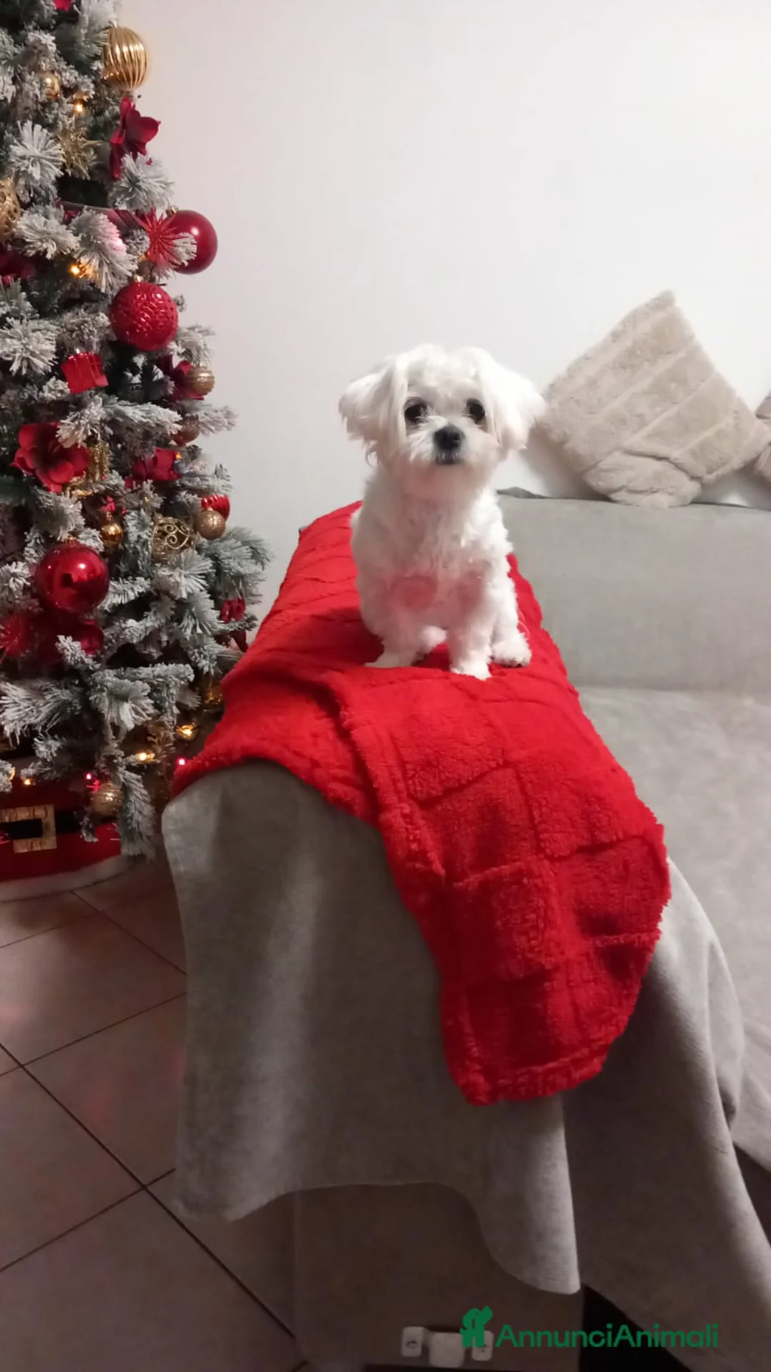 Maltese cani in vendita: Vendo cuccioli maltese - Annuncio 3