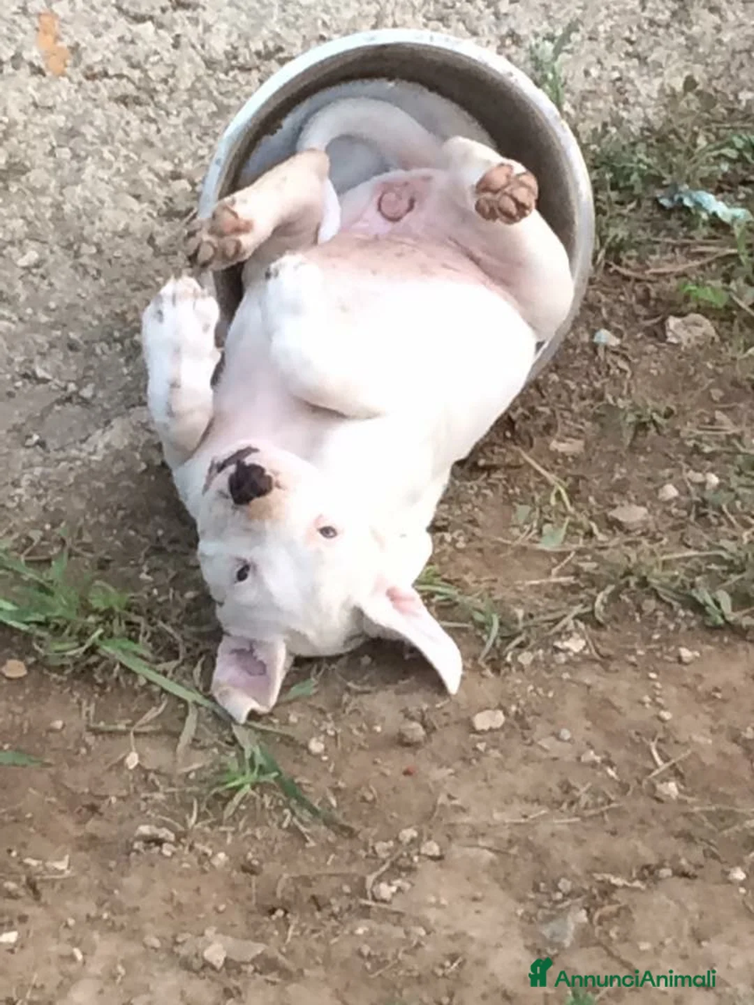 Immagine della galleria {{count}}