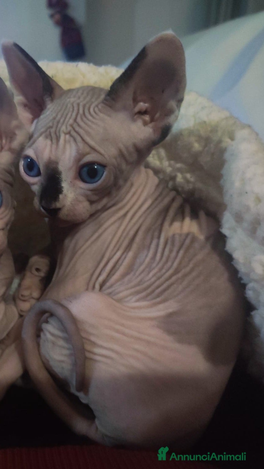 Sphynx gatti femminucce bellissime disponibili - Annuncio 3