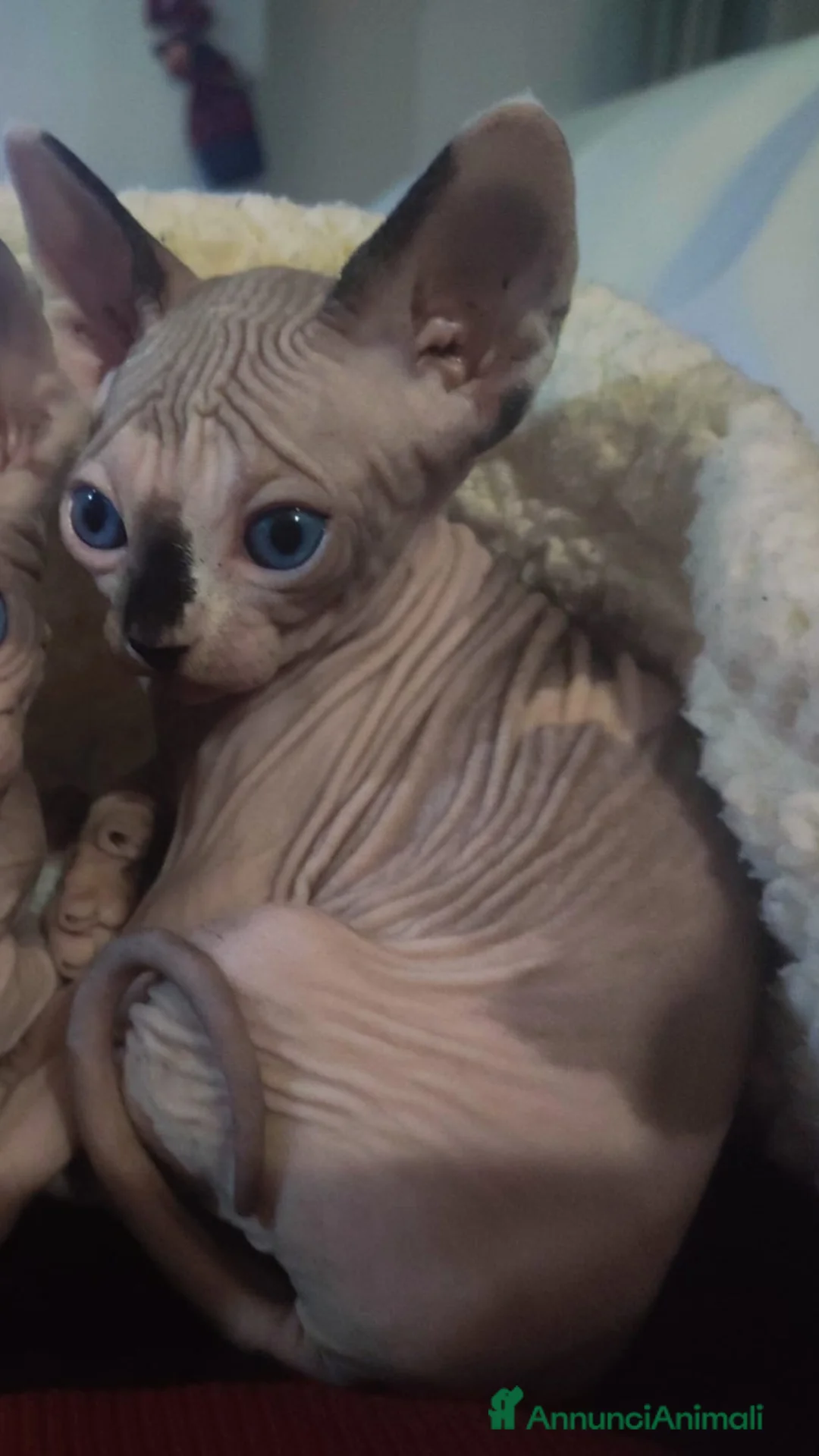 Sphynx gatti in vendita: femminucce bellissime disponibili - Annuncio 1