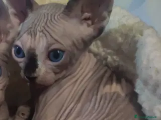 Sphynx gatti femminucce bellissime disponibili - Annuncio 1