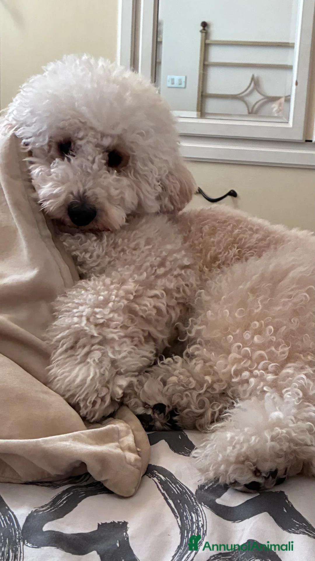 Barboncino cani per accoppiamento: Ares barboncino nano  - Annuncio 9