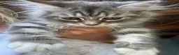 Siberiano gatti in vendita: cucciolo gatto siberiano ANFI - Annuncio 5