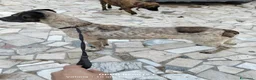 Meticcio cani in regalo: Femminuccia estremamente affettuosa  - Annuncio 2