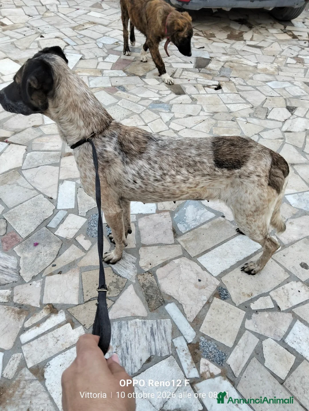 Meticcio cani in regalo: Femminuccia estremamente affettuosa  - Annuncio 2