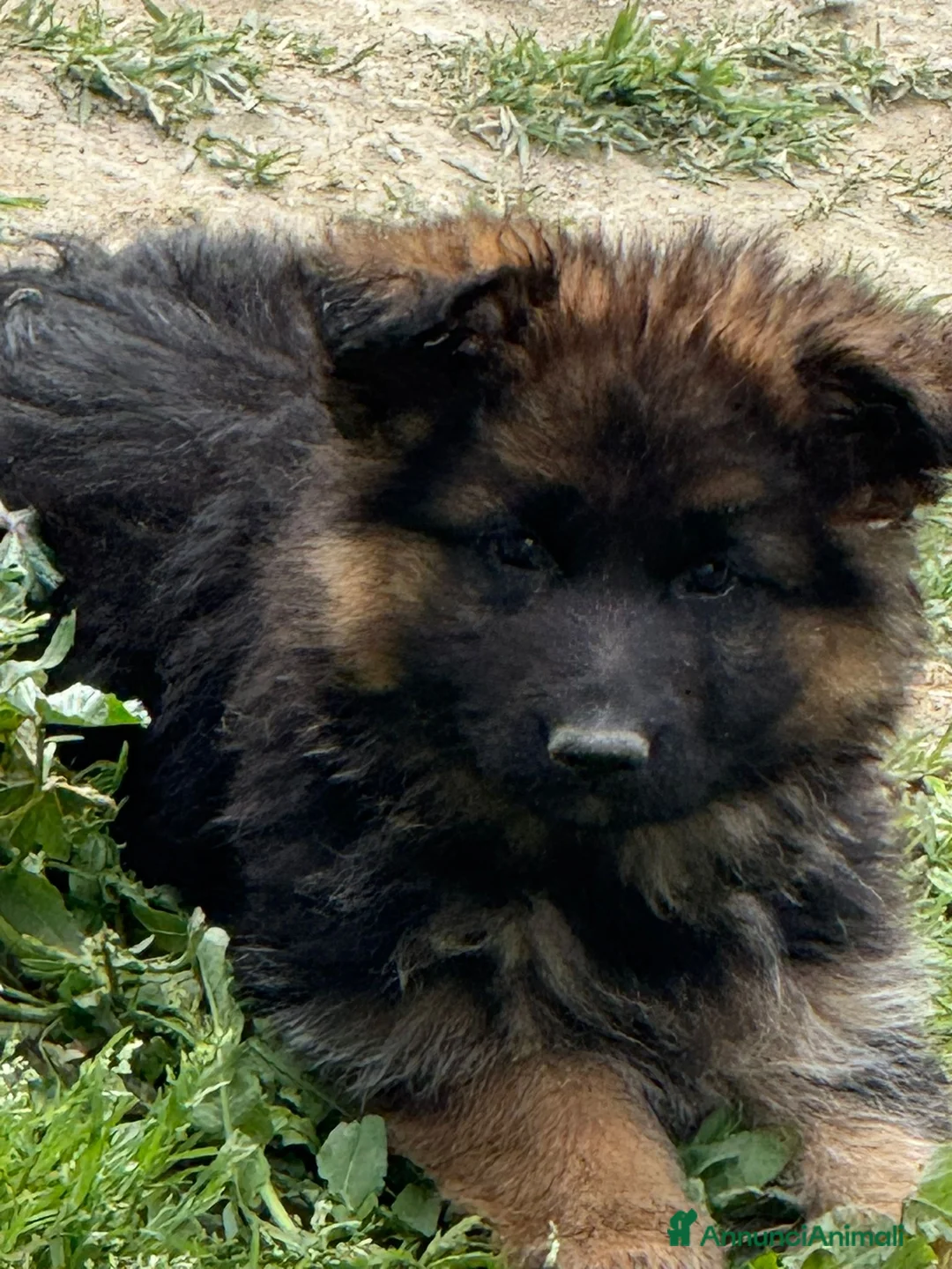 Pastore Tedesco cani in vendita: Pastore tedesco  a Provincia di Avellino - Annuncio 2