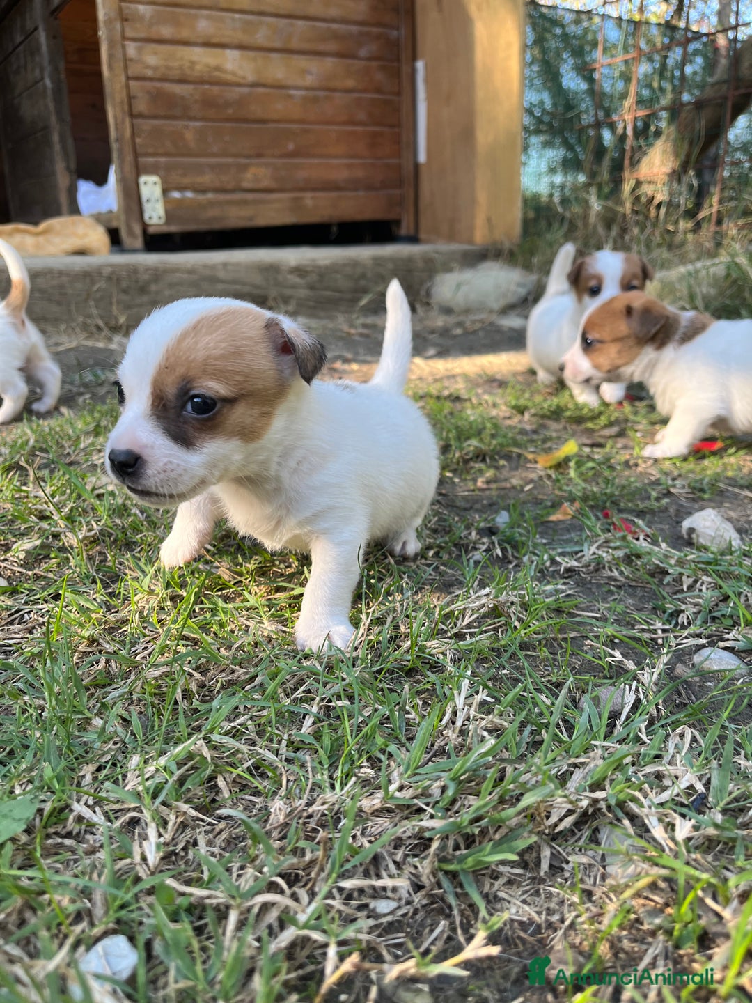 Jack Russell cani in vendita: Cuccioli di jack russell terrier  - Annuncio 10