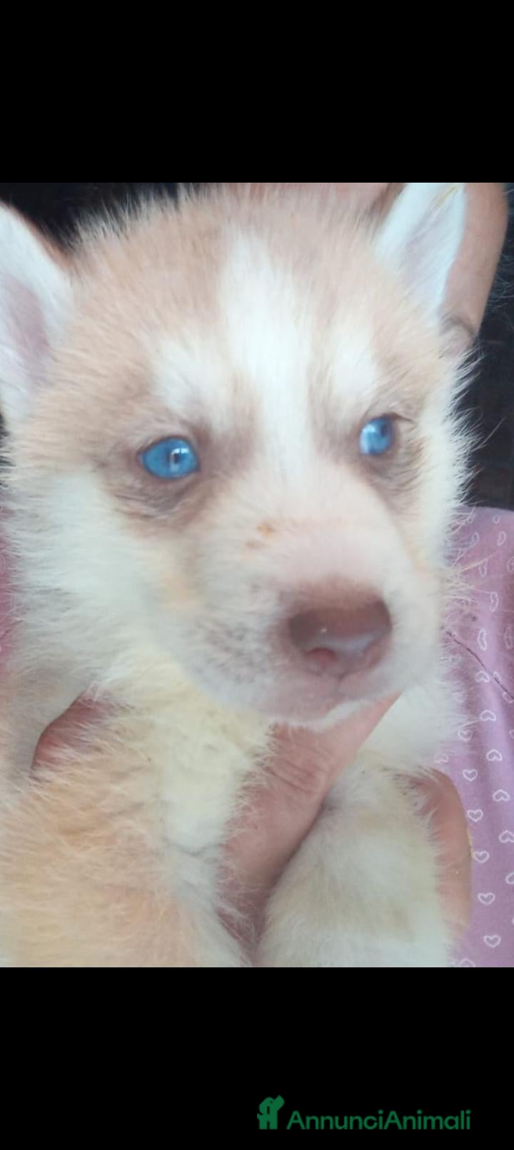 Husky cani Femmina di siberian husky con pedigree  - Annuncio 3