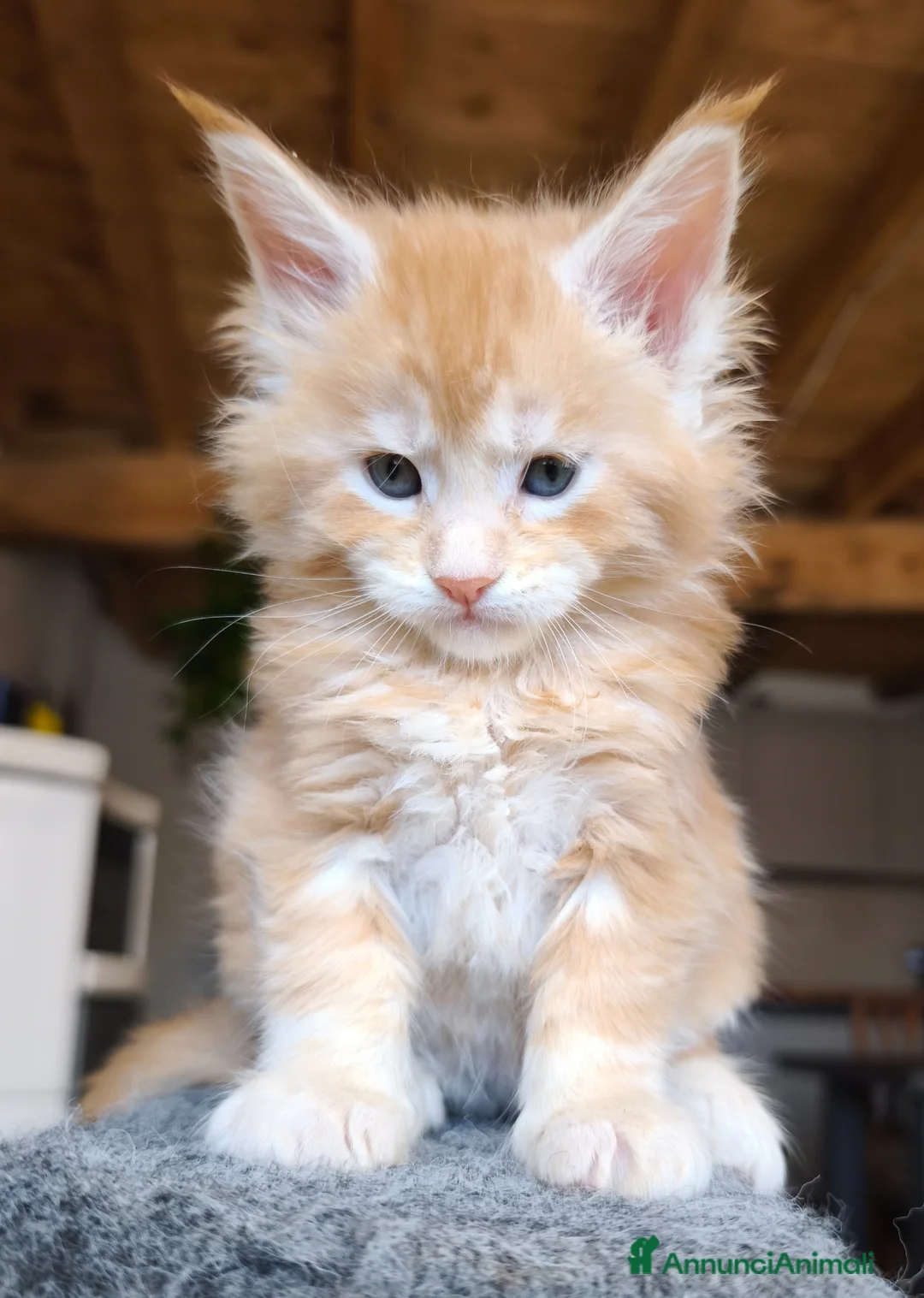 Maine Coon gatti in vendita: Maine coon a Provincia di Vicenza - Annuncio 9