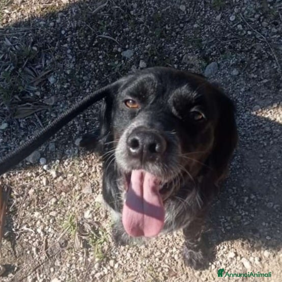 Breton cani Breton 2anni finito in canile a Marzo.. PUGLIA SOS a Città metropolitana di Milano - Annuncio 1