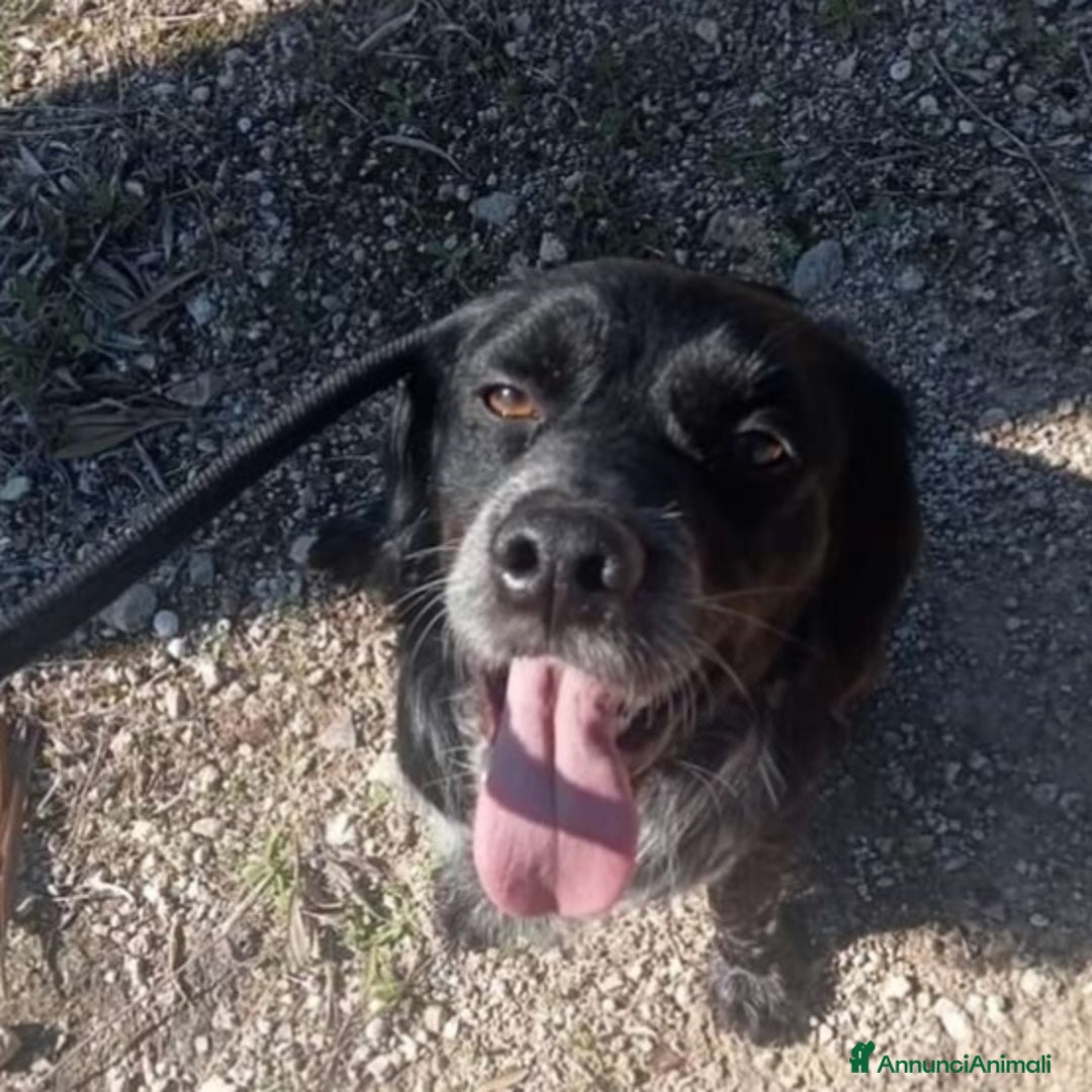 Breton cani in regalo: Breton 2anni finito in canile a Marzo.. PUGLIA SOS a Città metropolitana di Milano - Annuncio 1