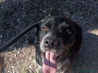 Breton cani Breton 2anni finito in canile a Marzo.. PUGLIA SOS a Città metropolitana di Milano - Annuncio 1