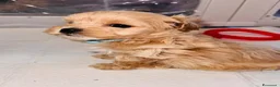 Maltipoo cani in vendita: Splendida cucciolata di Maltipoo - Annuncio 14