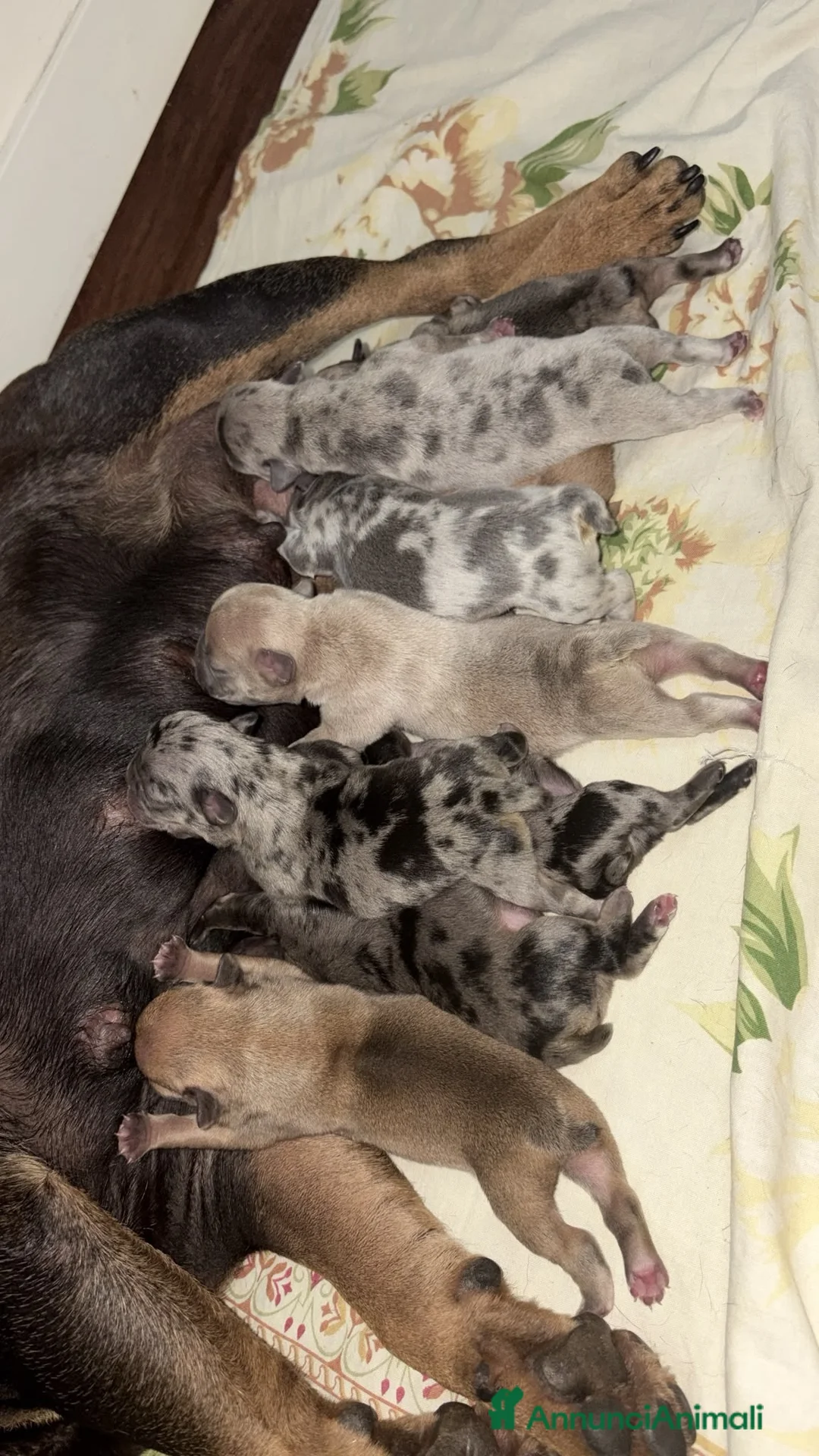 Bulldog Francese cani in vendita: Bulldog francese a Città Metropolitana di Napoli - Annuncio 2