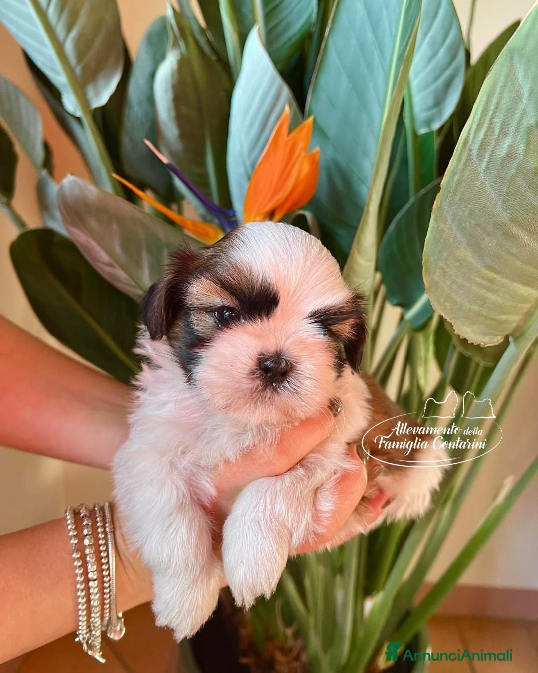 Shih Tzu cani Shihtzu cuccioli - Annuncio 1
