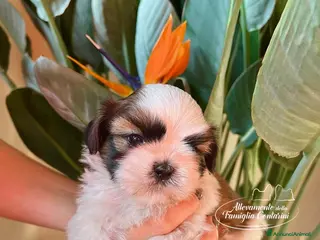 Shih Tzu cani Shihtzu cuccioli - Annuncio 1