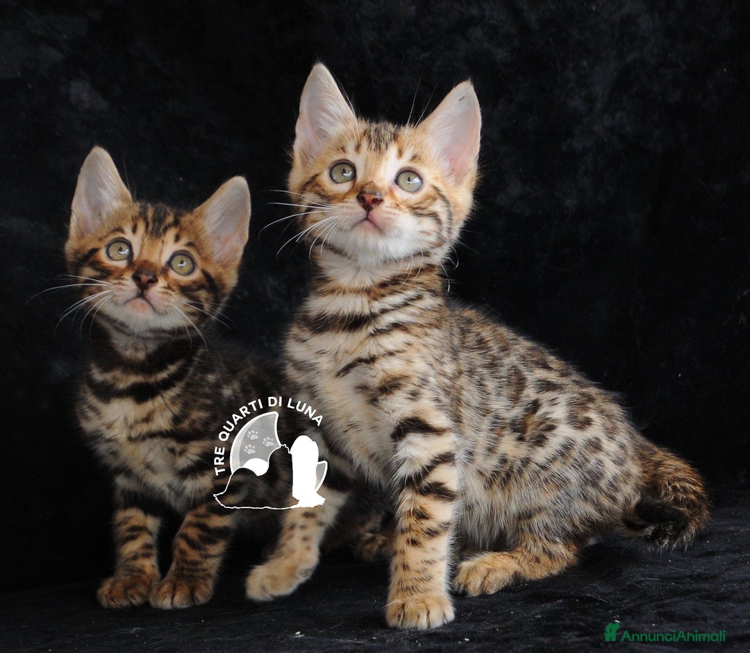 Bengala gatti in vendita: Cuccioli Bengala – Piccoli Leopardi a Città metropolitana di Roma Capitale - Immagine 2