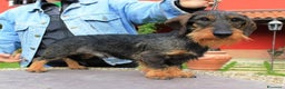 Bassotto cani per accoppiamento: BASSOTTO NANO A PELO DURO  a Vercelli - Annuncio 3